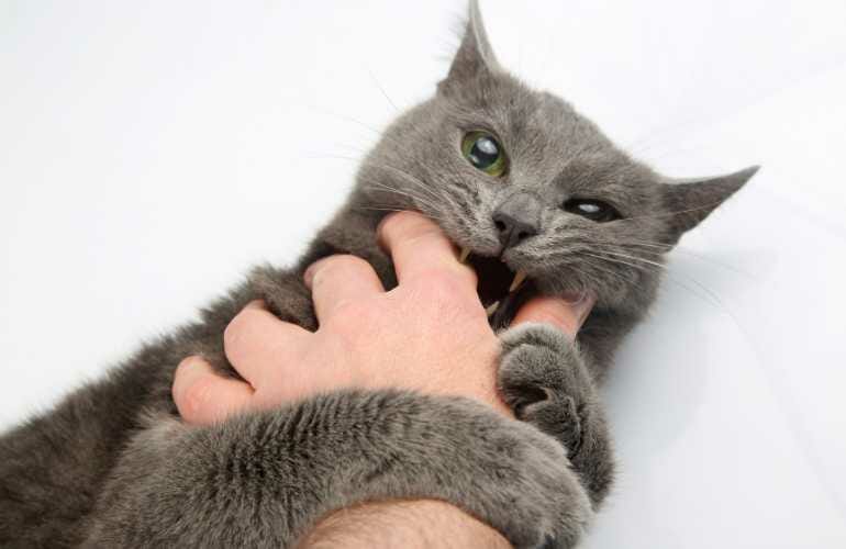 cat aggression towards human