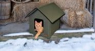 How To Heat Outdoor Cat House Without Electricity Catmosphere Cafe