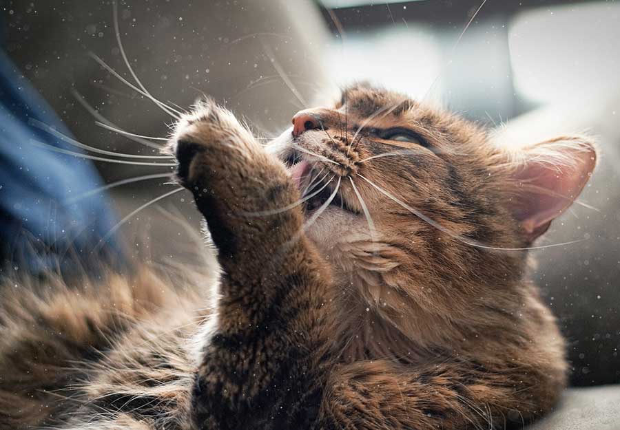 how to get rid of cat dander in new house