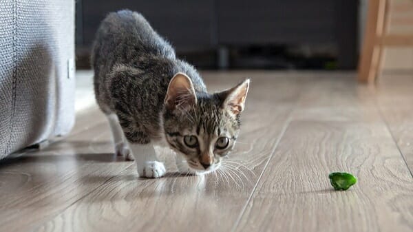 how to hide cat from landlord