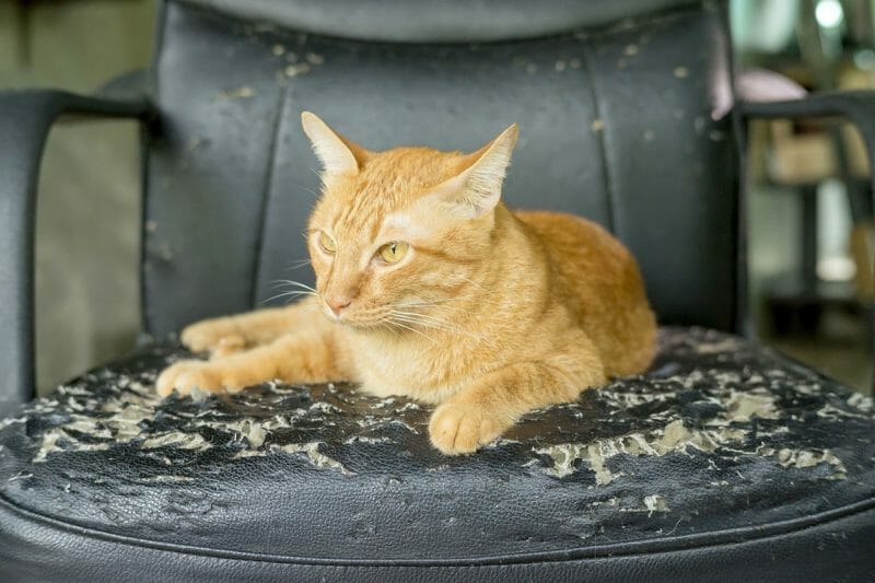 how to keep a cat from scratching leather furniture
