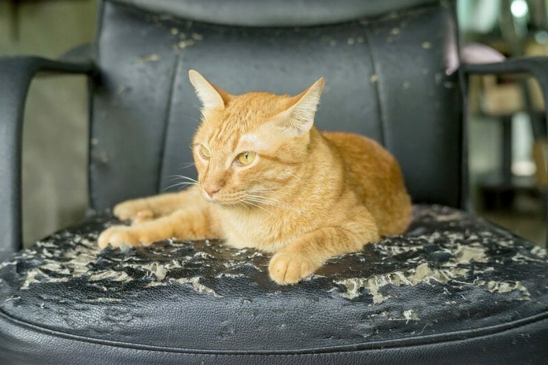 how to keep a cat from scratching leather furniture