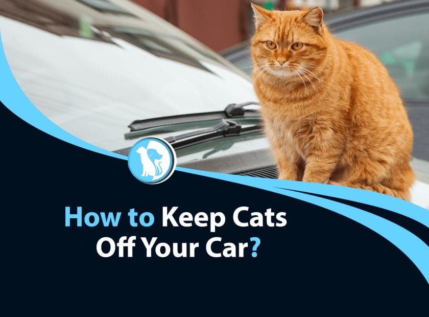 how to keep a cat off your car