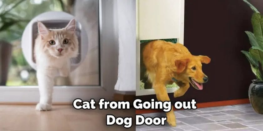 how to keep cat from going out dog door
