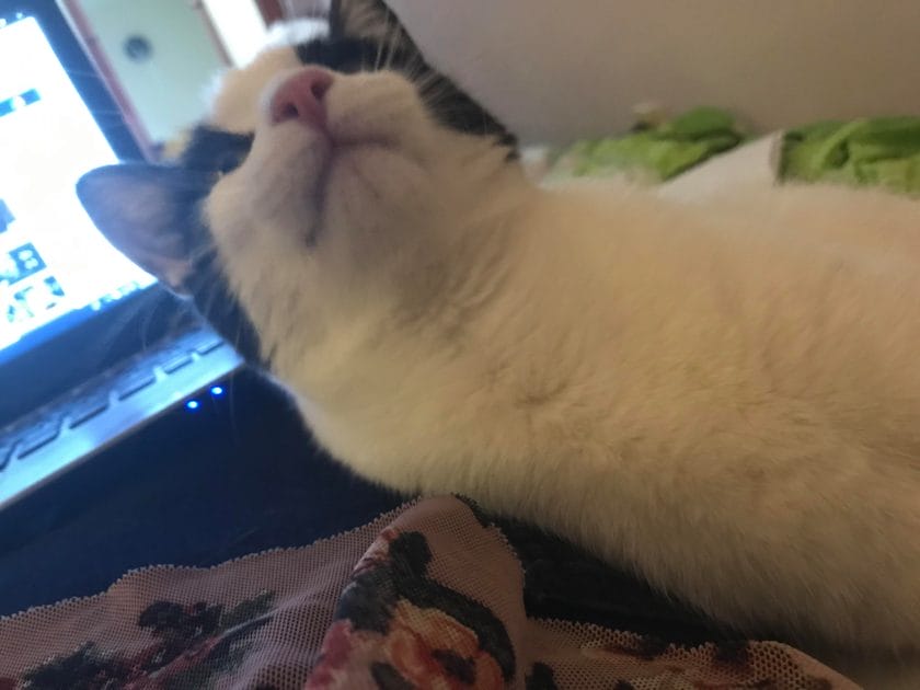 how to keep cat hydrated